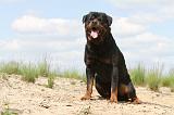 ROTTWEILER 324